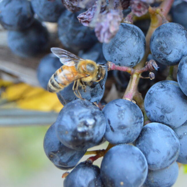Racimo-Abeja