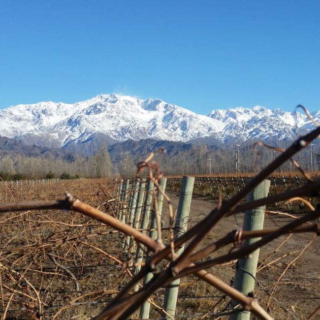 Vid invierno