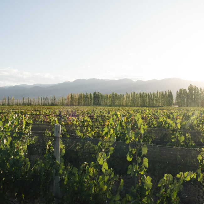 Viñedo atardecer