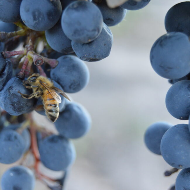 Racimo y abeja